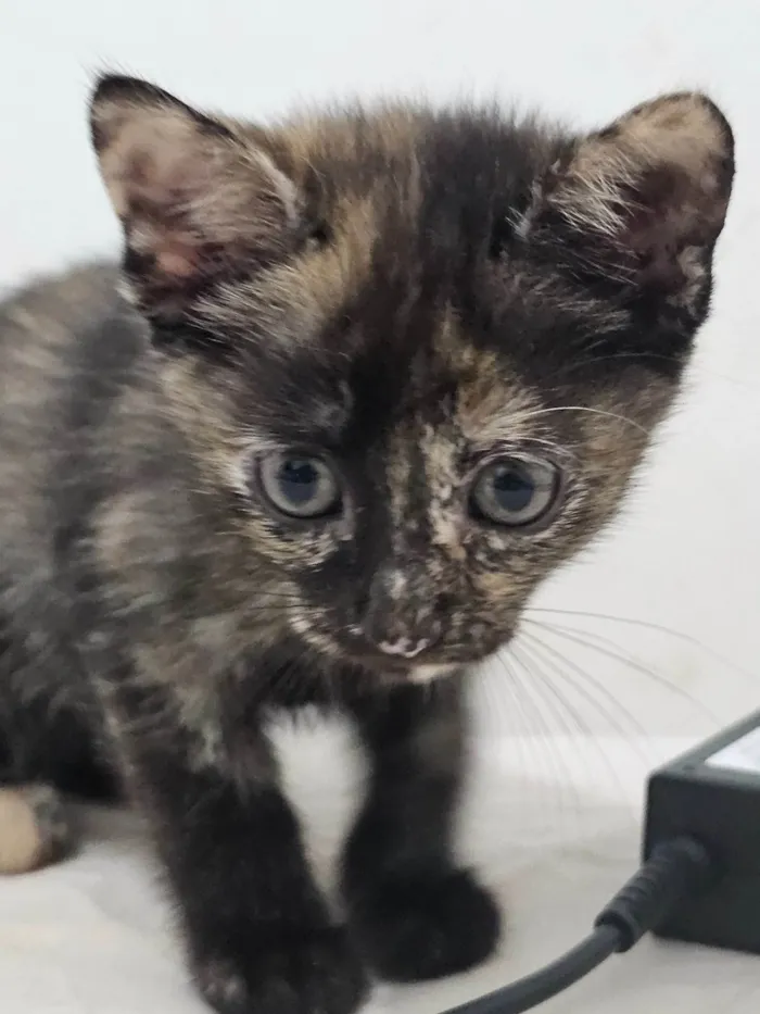 Gato ra a SRD-ViraLata idade 2 a 6 meses nome Gatinha filhote