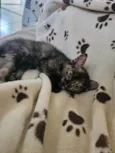 Gatinha filhote