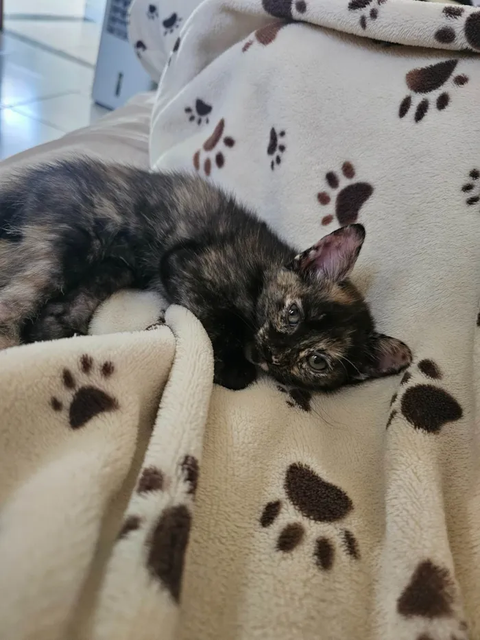 Gato ra a SRD-ViraLata idade 2 a 6 meses nome Gatinha filhote