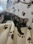 Gatinha filhote