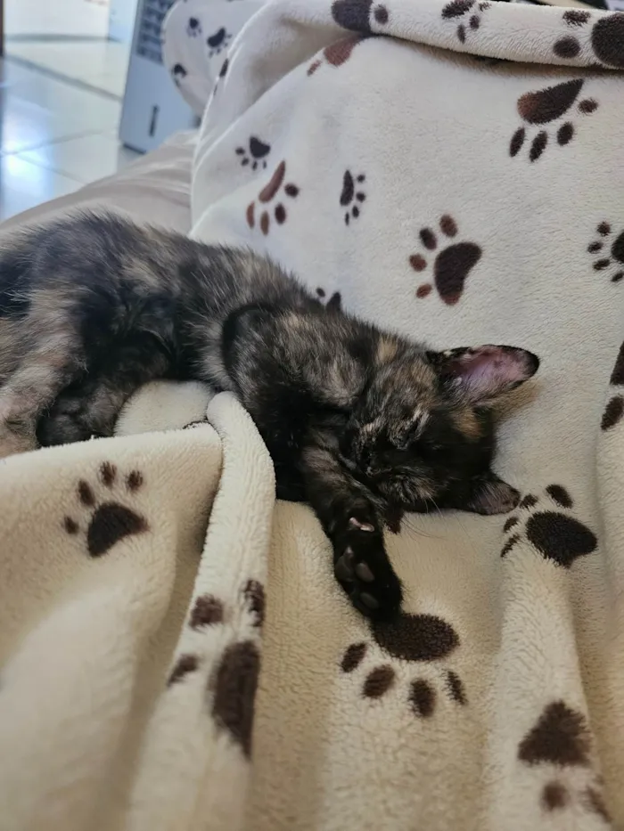 Gato ra a SRD-ViraLata idade 2 a 6 meses nome Gatinha filhote