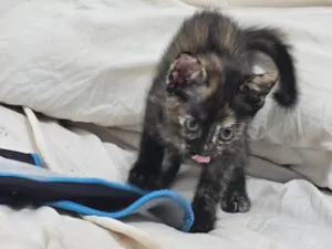 Gato raça SRD-ViraLata idade 2 a 6 meses nome Gatinha filhote