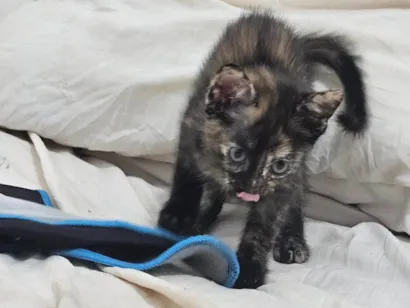 Gato raça SRD-ViraLata idade 2 a 6 meses nome Gatinha filhote