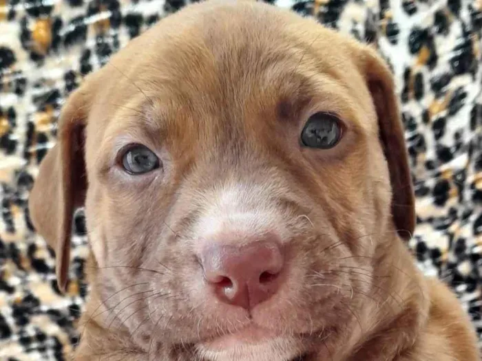 Cachorro ra a SRD-ViraLata idade Abaixo de 2 meses nome Caramelo