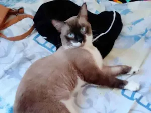 Gato raça Siamês idade 7 a 11 meses nome Malhado