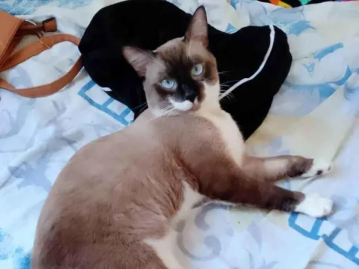Gato ra a Siamês idade 7 a 11 meses nome Malhado