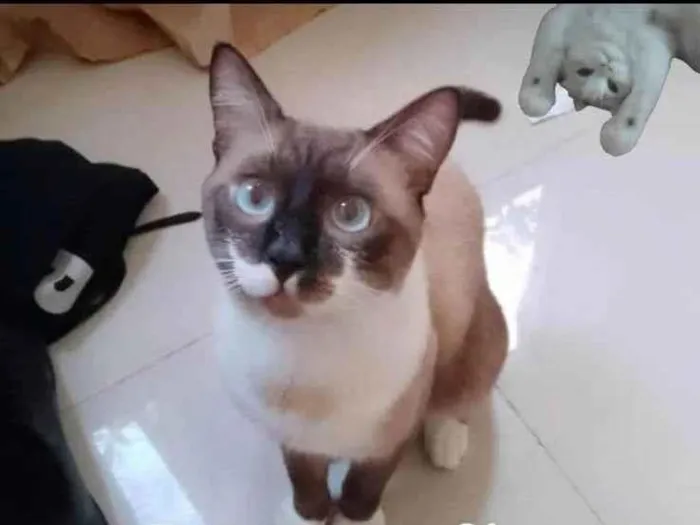 Gato ra a Siamês idade 7 a 11 meses nome Pipoco/ malhado
