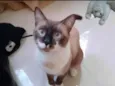 Pipoco/ malhado