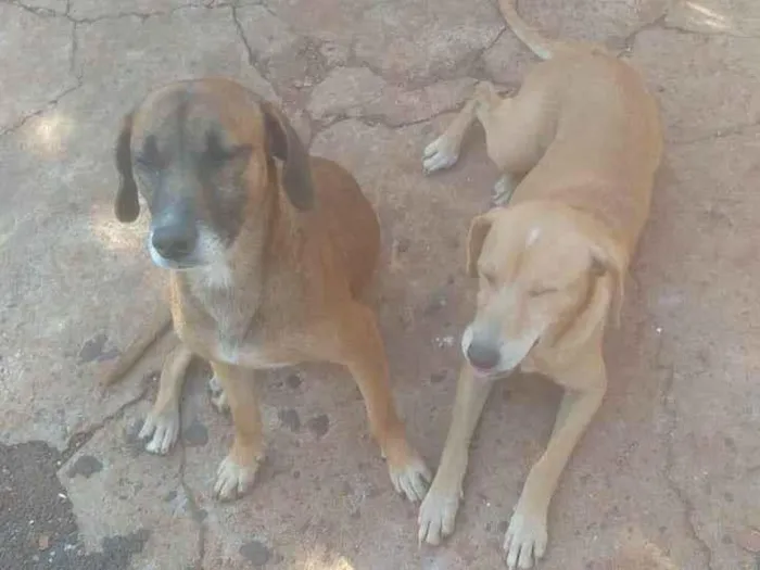 Cachorro ra a SRD-ViraLata idade 4 anos nome Mel e Pedro