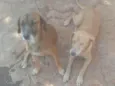 Mel e Pedro