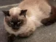 Sylvie