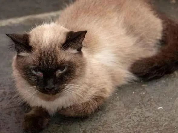 Gato ra a SRD-ViraLata idade 2 anos nome Sylvie