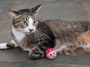 Gato raça SRD-ViraLata idade 4 anos nome Menina do Rio