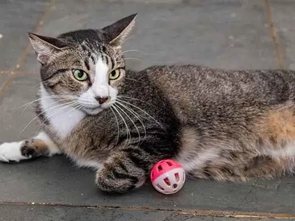 Gato ra a SRD-ViraLata idade 4 anos nome Menina do Rio