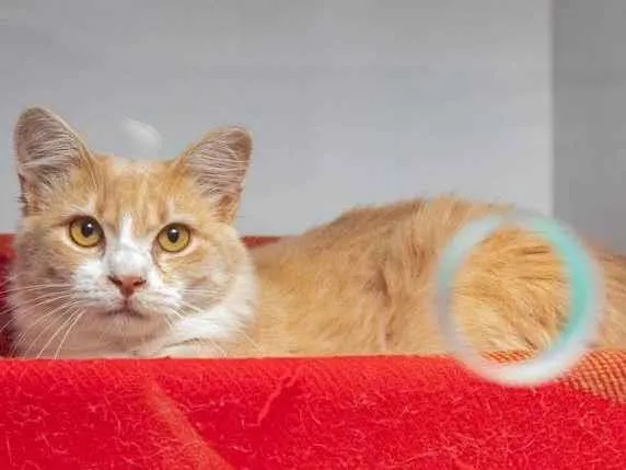 Gato ra a SRD-ViraLata idade 7 a 11 meses nome Arrascaeta