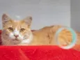 Arrascaeta