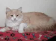 Arrascaeta