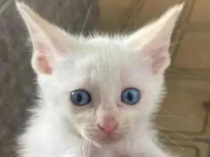 Gato raça SRD-ViraLata idade Abaixo de 2 meses nome ?? ADOTE-SE - FLOQUINHO / Taboão da Serra, SP??