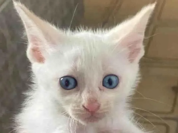Gato ra a SRD-ViraLata idade Abaixo de 2 meses nome ?? ADOTE-SE - FLOQUINHO / Taboão da Serra, SP??