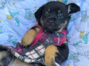 Cachorro raça SRD-ViraLata idade 2 a 6 meses nome Suri 