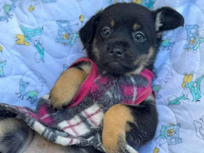 Cachorro ra a SRD-ViraLata idade 2 a 6 meses nome Suri 