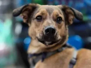 Cachorro raça SRD-ViraLata idade 1 ano nome KIKO