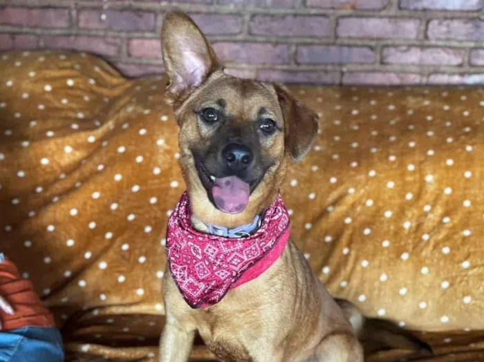 Cachorro ra a SRD-ViraLata idade 1 ano nome Sushi 