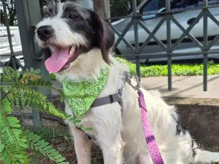 Cachorro ra a SRD-ViraLata idade 2 anos nome VICKY