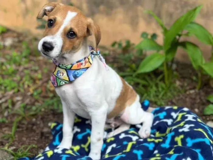 Cachorro ra a SRD-ViraLata idade 2 a 6 meses nome Yan 