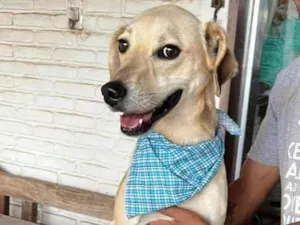 Cachorro raça SRD-ViraLata idade 4 anos nome Fred