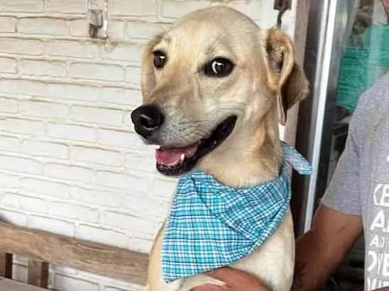 Cachorro ra a SRD-ViraLata idade 4 anos nome Fred