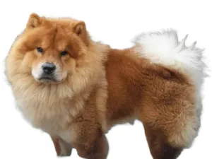 Cachorro raça Chow Chow idade 2 anos nome zecky