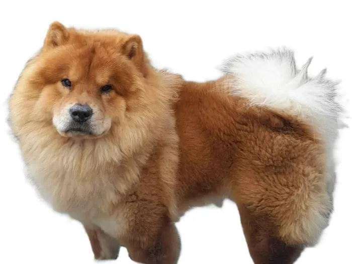 Cachorro ra a Chow Chow idade 2 anos nome zecky
