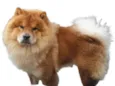 zecky