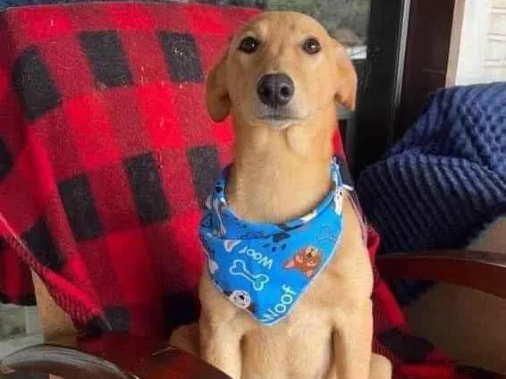 Cachorro ra a SRD-ViraLata idade 2 anos nome Lorenzo 