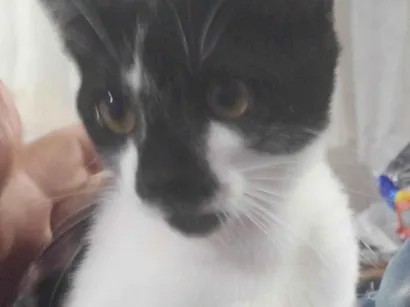 Gato raça SRD-ViraLata idade 7 a 11 meses nome Não sei o nome dele 