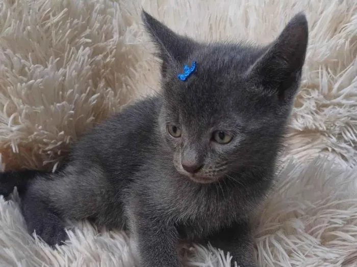 Gato ra a Exótico idade Abaixo de 2 meses nome Russo azul adocao