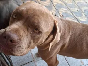 Cachorro raça SRD-ViraLata idade 2 anos nome Romeo 