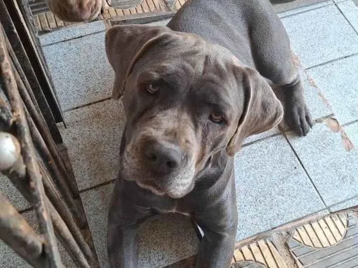 Cachorro ra a SRD-ViraLata idade 2 anos nome Ravena 