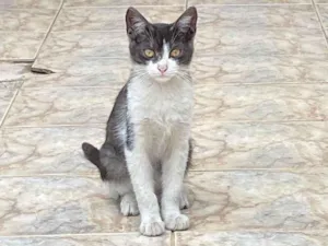 Gato raça SRD-ViraLata idade 7 a 11 meses nome rodrigo Henrique