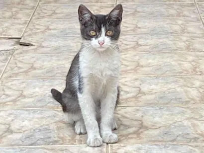 Gato raça SRD-ViraLata idade 7 a 11 meses nome rodrigo Henrique