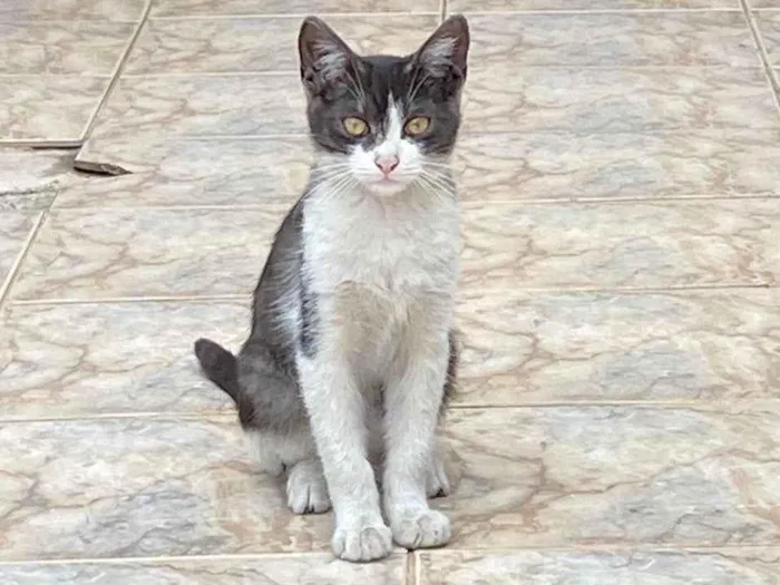 Gato ra a SRD-ViraLata idade 7 a 11 meses nome rodrigo Henrique