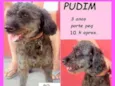 Pudim