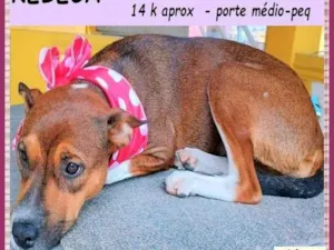 Cachorro raça SRD-ViraLata idade 1 ano nome Rebeca
