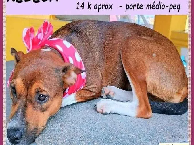 Cachorro ra a SRD-ViraLata idade 1 ano nome Rebeca