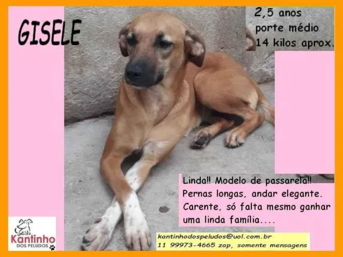 Cachorro ra a SRD-ViraLata idade 2 anos nome Gisele