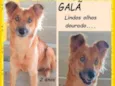 Galã