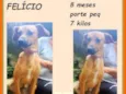 Felício