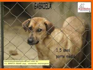 Cachorro raça SRD-ViraLata idade 1 ano nome Gabriela