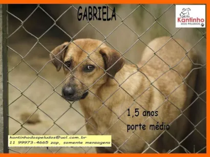 Cachorro raça SRD-ViraLata idade 1 ano nome Gabriela
